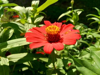 Zinnia elegans (youth and age, common zinnia, elegant zinnia) flower with natural background