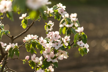 apple quince tree flowering in spring.