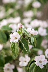 apple quince tree flowering in spring.