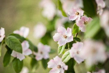 Fototapeta na wymiar apple quince tree flowering in spring.