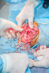 Dog in the animal hospital. Canine during surgery - rupture of the anterior cross linked double...