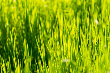 spring green grass isolated