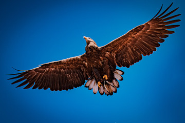 A flight of an eagle