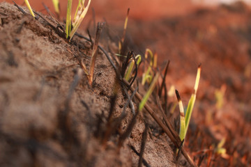 Burned spring grass after fire.