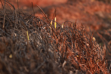 Burned spring grass after fire, trying to grow up.