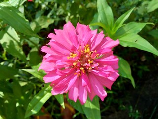 Zinnia elegans (youth and age, common zinnia, elegant zinnia) flower with natural background