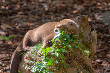 Loutre géante au repos