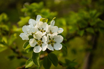 Spring has come, the flowers are blooming