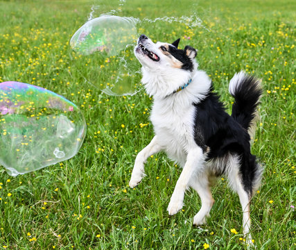 Un chien Border Collie joue avec des bulles g&eacute;antes dans un champ