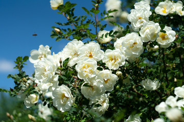 white flowers in the garden with bee