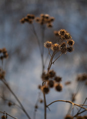 dry grass in the snow