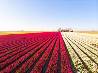 Aerial drone flying over beautiful colored tulip field in Netherlands. Drone view of bulb Agriculture fields with flowers. Fly over Dutch polder landscape multi colored tulip fields spring landscape