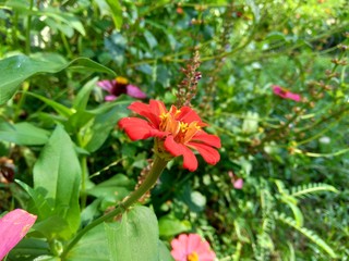 Naklejka na ściany i meble Zinnia elegans (youth and age, common zinnia, elegant zinnia) flower with natural background