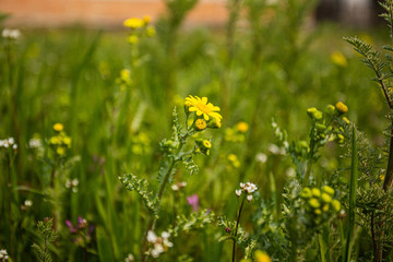 Spring has come, the flowers are blooming