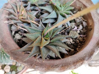 Succulent plant - Haworthiopsis limifolia or Haworthia limifolia. Family - Asphodelaceae.
