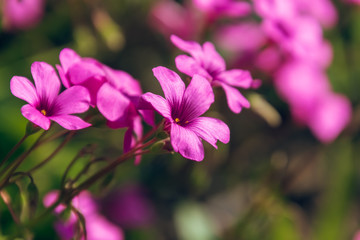 Pink flowers of pink-sorrel or windowbox wood-sorrel, Oxalis articulata Savigny. Good luck plant or Oxalis tetraphylla or Iron cross flower or Red flower. Bulbous perennial plant. Selective focus