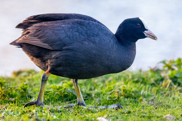 portrait of a wild black coot bird on grass lawn feeding