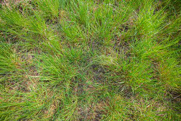 Tall green grass in spring
