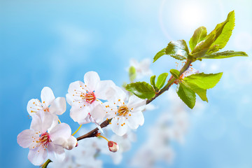 Beautiful blooming branch of the tree. Closeup of a flowers. Spring in the garden. Strong morning sun. Nature background.