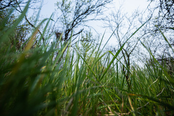 Tall green grass in spring
