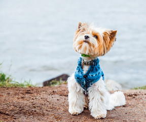 A beaver Yorkshire Terrier dog in a jacket sits on the lake shore on the sand against the water and looks up