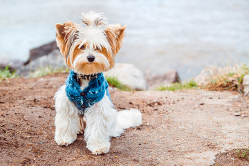 A beaver Yorkshire Terrier dog in clothes on the lake on the sand and grass on the background of water and looks at the camera