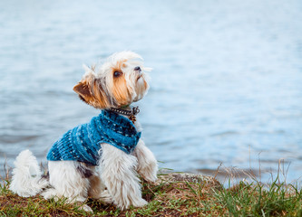 A beaver Yorkshire Terrier dog sitting on the lake and gives a paw, in a stand, looking up