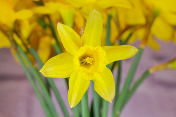 Fototapeta premium A close of of a yellow daffodil