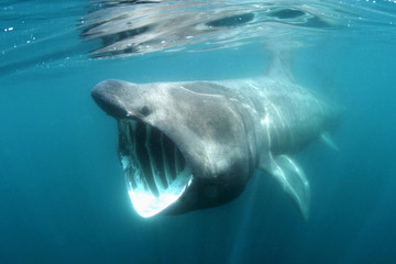A Basking shark swimming just below the water's surface off Padstow, North Cornwall