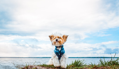 A beaver Yorkshire Terrier dog puppy sitting in a jacket on the lake and smiling