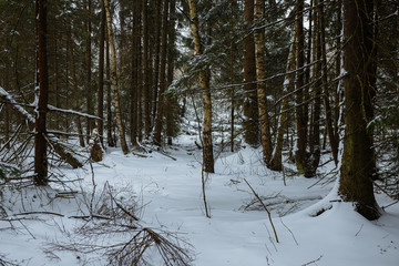 Winter forest