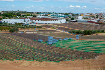Obraz premium Drying of sweet wine pedro ximenez grapes under hot sun in Montilla-Moriles wine region, Andalusia, Spain