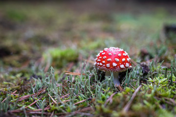 Toadstool in forest. Poisonous mushroom Amanita muscaria