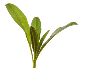 young sprouts of a new belgian aster. green leaves on a white background