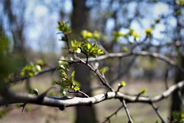 yellow spring leaves
