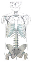The skeleton of the human, front view in the old book the Human Anatomy Basics, by A. Pansha, 1887, St. Petersburg