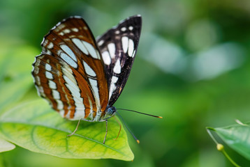 Obraz na płótnie Canvas Common Sailor - Neptis hylas, beautiful small brown and white butterfly from Southeast Asian meadows and woodlands, Malaysia.