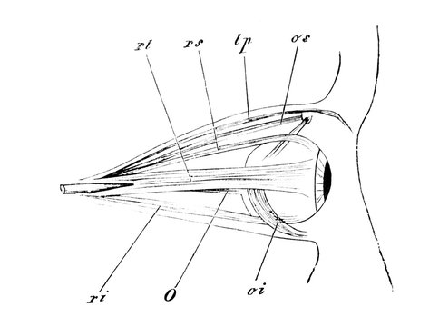The muscles of eye in the old book the Human Anatomy Basics, by A. Pansha, 1887, St. Petersburg