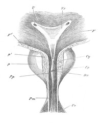 The urethra in the old book the Human Anatomy Basics, by A. Pansha, 1887, St. Petersburg