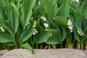Convallaria majalis