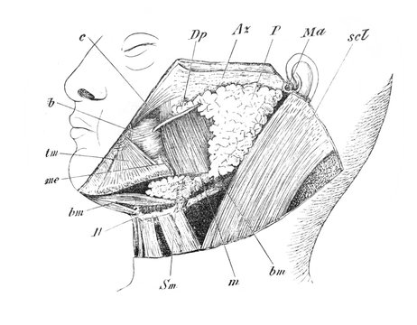 Salivary glands in the old book the Human Anatomy Basics, by A. Pansha, 1887, St. Petersburg