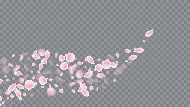 Flying Petals In Realistic Style. Spring Flowers Blooming. Colorful Poster On Soft Transparent Background. Pink on Transparent.