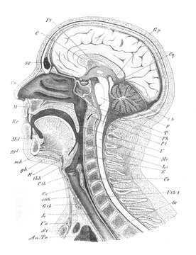View of section of the head (brain, nasopharynx, neck) in the old book the Human Anatomy Basics, by A. Pansha, 1887, St. Petersburg
