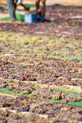 Drying of sweet wine pedro ximenez grapes under hot sun in Montilla-Moriles wine region, Andalusia, Spain