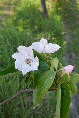 Cydonia oblonga tree