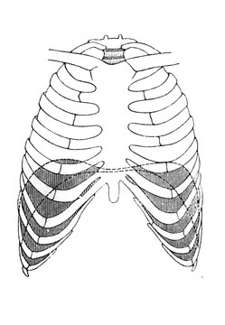 The rib cage in the old book the Human Anatomy Basics, by A. Pansha, 1887, St. Petersburg