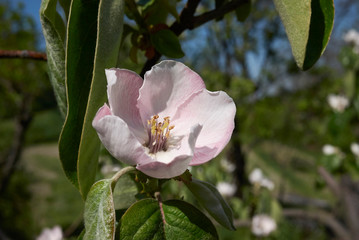 Cydonia oblonga tree
