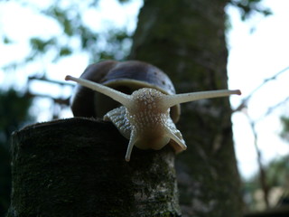 Ślimak © Ania