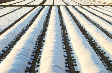 Farmer plantation fields covered with spunbond agrofibre. greenhouse effect. The use of technology in agriculture for an earlier and higher harvest, soften mitigating the effects of unstable weather.