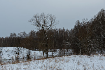 Winter forest